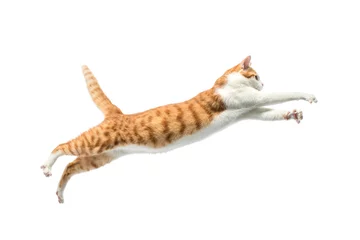 Foto auf Glas orange cat jump on white background. © zhane luk