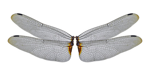 dragonfly wings isolated on a white