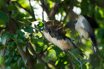 close up photo of young birds swallows sitting on a tree branch waiting for food and their mother swallow feeding them against the background of green leaves of a tree