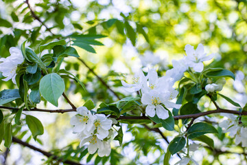Blossom apple tree close-up, white fruit tree flower with green leaf. Spring nature orchard in...