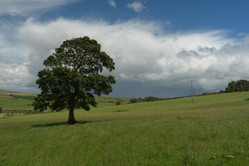 A summer pasture in rural Northumberland, UK