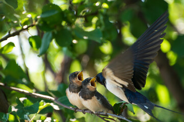 close up photo of young birds swallows sitting on a tree branch waiting for food and their mother swallow feeding them against the background of green leaves of a tree