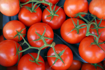 fresh red tomatoes on vine top view