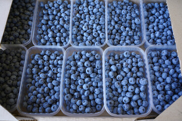 bilberry harvest in small plastic boxes for sale