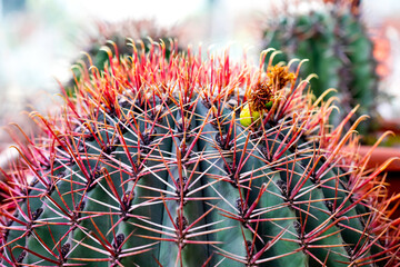 Naklejka na ściany i meble Ferocactus Emoryi macro view. Closeup giant spherical solitary barrel succulent cactus with green trunk and red needles leaves. Shallow depth of field, selective soft focus.