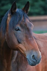 Naklejka premium Head of a brown horse as a portrait