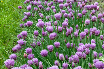 A bed of decorative bow is perfect for decorating a festive picture.