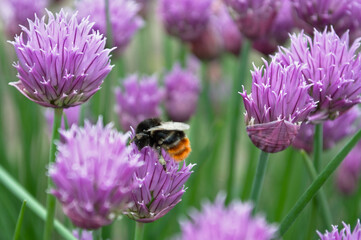 A beautifully colored bumblebee enthusiastically collects nectar from a purple flower.