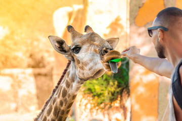 Man feeding a giraffe with a green tree leaves in national park. Summer holidays © Creative Cat Studio