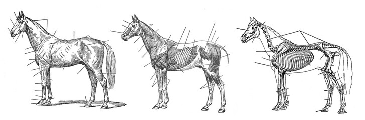 Horse anatomy or skeleton / Vintage and Antique illustration from Petit Larousse 1914  © Basicmoments