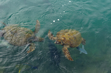 sea turtle swimming