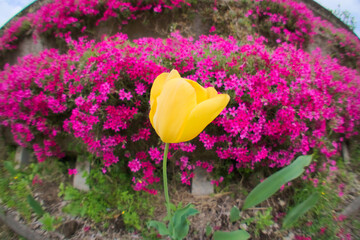 花壇
