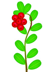 A branch with berries and leaves of lingonberry.