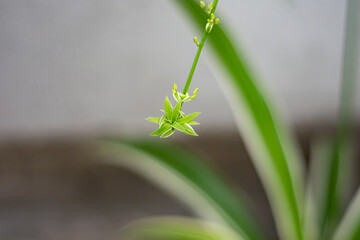 New small baby spider plant emerged from the big green mother plant