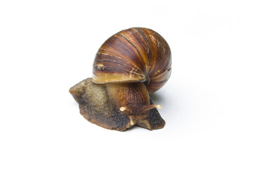 Snail isolated on a white background.