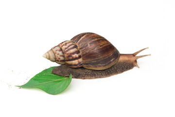 Snail isolated on a white background.