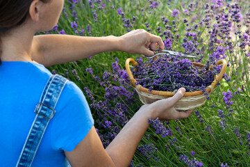 Woman picking lavender flowers at sunset.