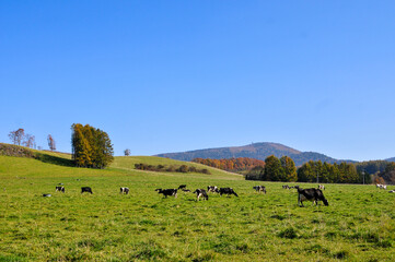 北海道の牧場　A vast ranch in Hokkaido