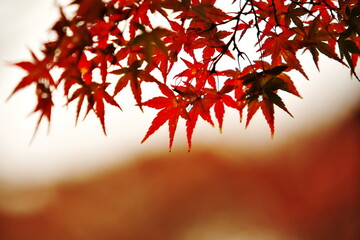 秋の長雨に濡れた紅葉