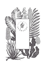 Seaweed design template. Hand drawn vector seaweeds illustration. Engraved style sea food banner. Vintage sea plants background