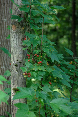unripe red currant berries on among the woods