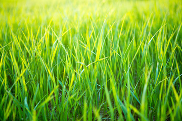 Fresh green grass in sunset light on summer evening