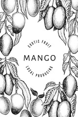 Mango design template. Hand drawn vector tropic fruit illustration. Engraved style fruit. Retro exotic food banner.