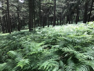pine forest in spring with green fern