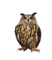 Big owl isolated on white background