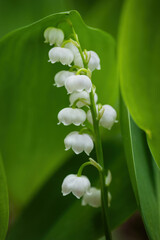 Lily of the Valley Spring Flowers