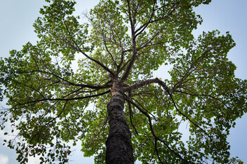 Fototapeta premium Big tree (Dipterocarpus Alatus) trunk and branch in low angle view. View of a tree crown from below.
