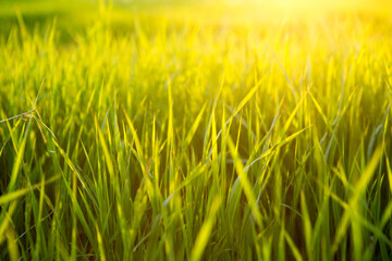 Fresh green grass in sunset light on summer evening