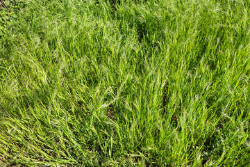 Grass Plants Green Vegetation Background
