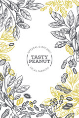 Hand drawn peanut branch and kernels design template. Organic food vector illustration on white background. Vintage nut background. Engraved style botanical picture.