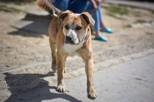 Beautiful curious young dog on the street coming to me. American pitbull staffordshire terrier standing and walking in Slovak gypsy village.