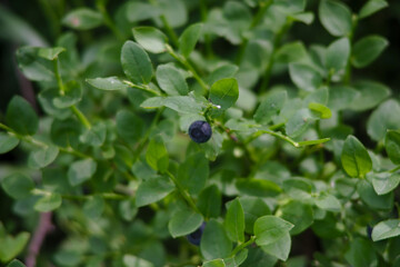 purple blueberries among the greenery