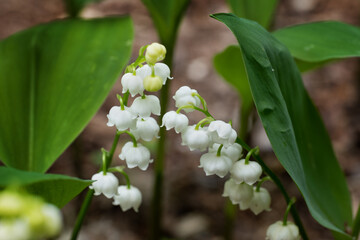 Lily of the Valley Flowers In Spring