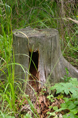 Obraz premium a hole at the base of an old stump