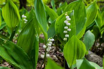 Lily of the Valley