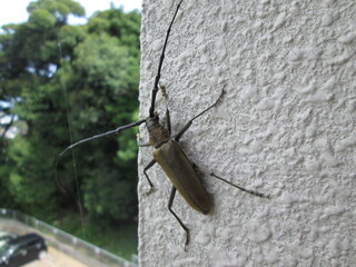 茶色のカミキリムシ