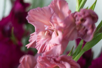 close up of a pink flower
