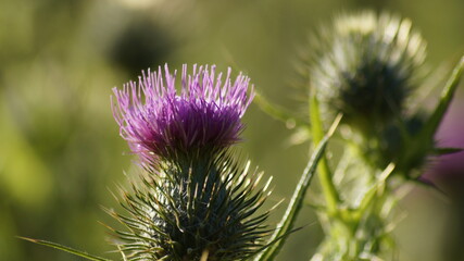 Close up of a Thistle in bloom