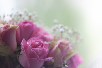 close up of a pink rose