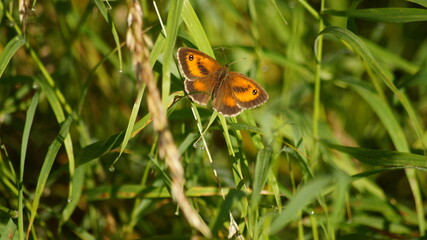 Gatekeeper butterfly close up picture