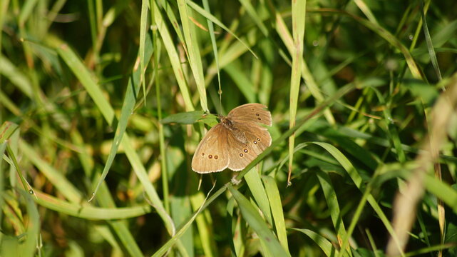 Ringlet Butterfly Close Up Picture