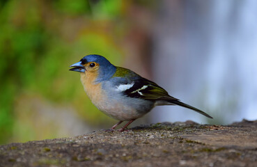 A Madeiran chaffinch (Fringilla coelebs maderensis), sitting on a rock. Madeira, Portugal.