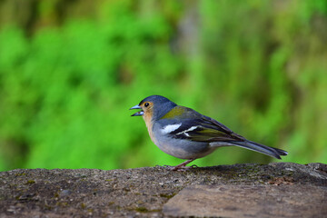 A Madeiran chaffinch (Fringilla coelebs maderensis), sitting on a rock. Madeira, Portugal.