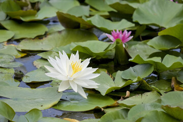 Nénuphar blanc