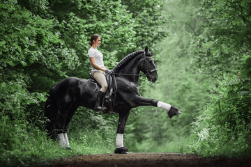 beautiful young woman ask for spanish walk trick from stunning friesian stallion horse in forest