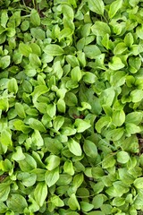 green leaves background